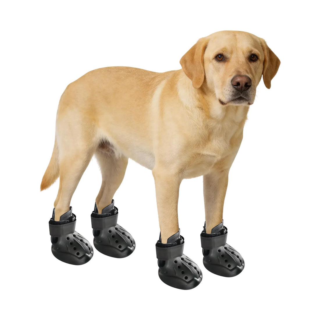 Bottines respirantes en EVA pour chien, lot de 4, noires, portées par un labrador debout, sur fond blanc