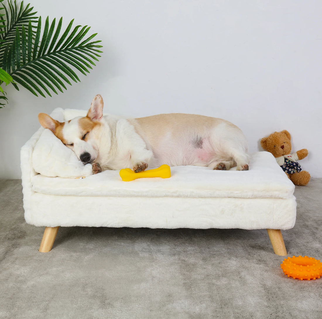 Canapé surélevé en peluche BINGOPAW blanc crème avec un caniche abricot allongé, dans un salon lumineux