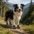 Bottines respirantes en EVA pour chien, lot de 4, portées par un border collie sur un sentier de montagne