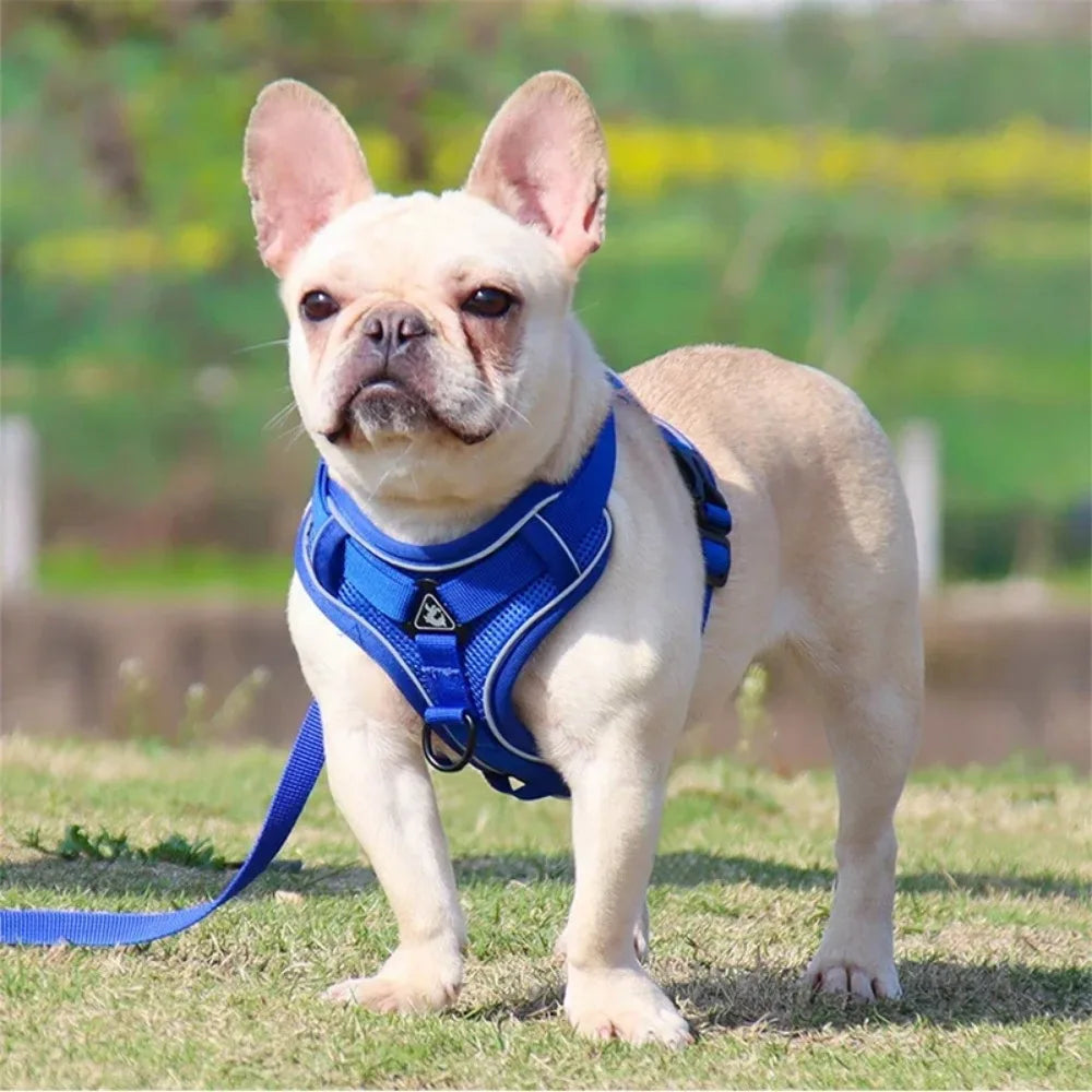 Ensemble harnais et laisse réfléchissant bleu porté par un bouledogue français dans l'herbe, laisse attachée