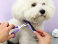 Kit de toilettage 9 pièces pour chien, peigne en acier et ciseaux utilisés sur un bichon blanc