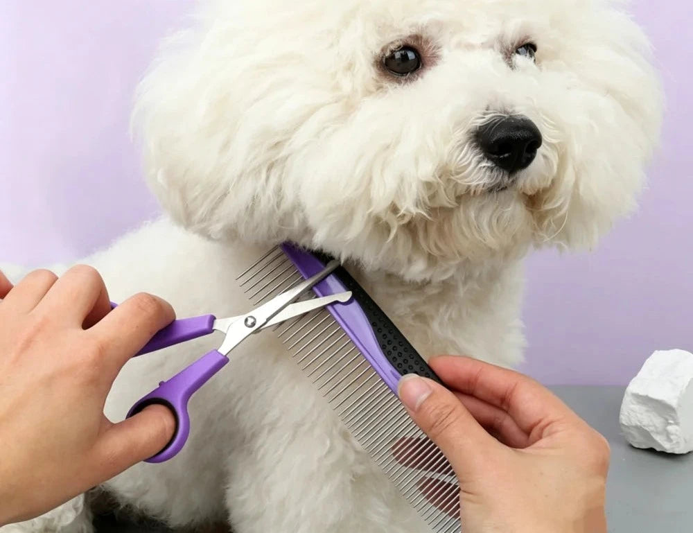 Kit de toilettage 9 pièces pour chien, peigne en acier et ciseaux utilisés sur un bichon blanc