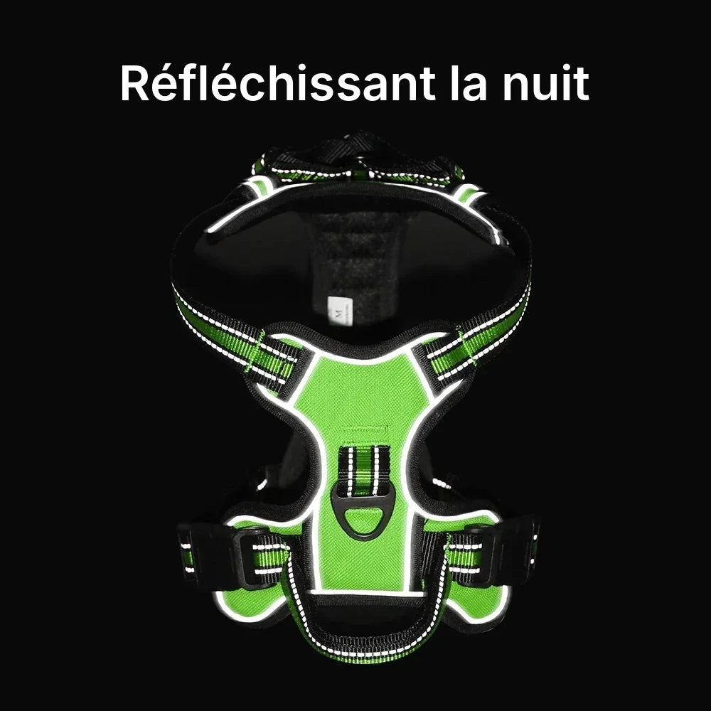Harnais anti-traction réfléchissant pour chien vert photographié de nuit, bandes réfléchissantes éclairées