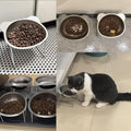 Photos de clients du bol incliné surélevé en inox 304 avec croquettes, et chat noir et blanc qui mange