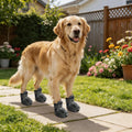 Bottines respirantes en EVA pour chien, lot de 4, portées par un golden retriever dans un jardin fleuri